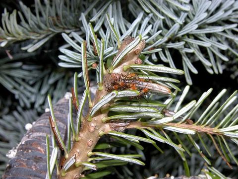 Image of Pine Seed Bug