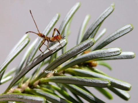 Image of Pine Seed Bug