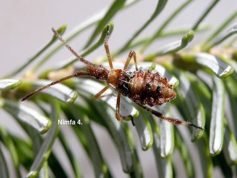 Image of Pine Seed Bug