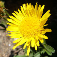 Plancia ëd <i>Inula montana</i>