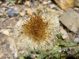 <i>Inula montana</i> resmi