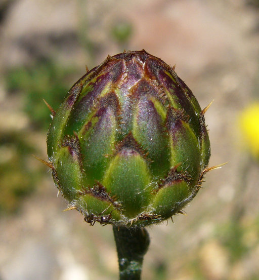 Image of Centaurea rupestris L.