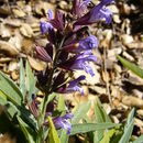 Imagem de Salvia officinalis L.