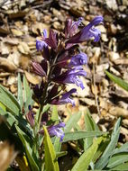 Imagem de Salvia officinalis L.