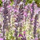 Image of Teucrium marum L.