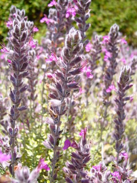 Слика од Teucrium marum L.
