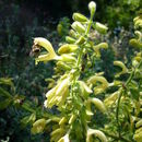 Imagem de Salvia glutinosa L.
