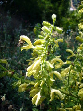 Imagem de Salvia glutinosa L.