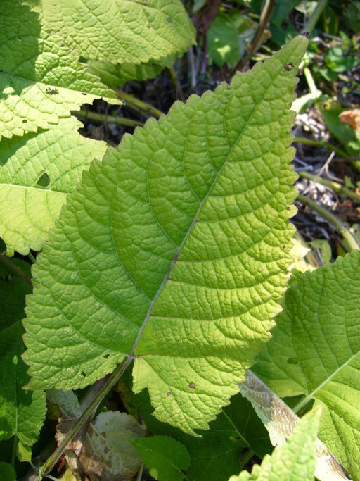 Imagem de Salvia glutinosa L.