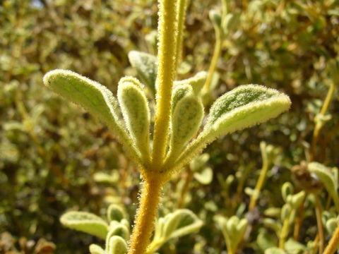 Image of Phlomis lanata Willd.