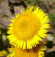 Pulicaria odora (L.) Rchb. resmi