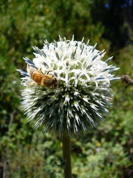 Image of Echinops sphaerocephalus L.