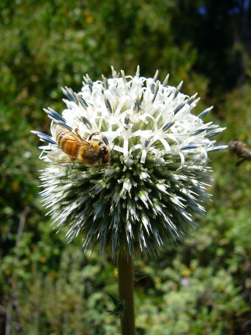 Image of Chapman's HOney Plant