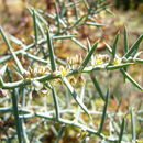 Image of Asparagus horridus L.