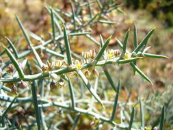 Image of Asparagus horridus L.