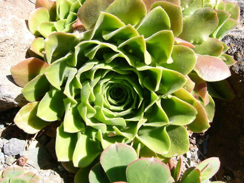 Image of Aeonium glandulosum (Ait.) Webb & Berth.