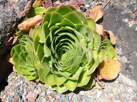 Image of Aeonium glandulosum (Ait.) Webb & Berth.