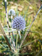 Eryngium planum L. resmi