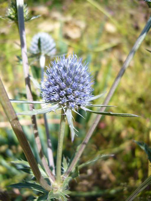 Imagem de Eryngium planum L.