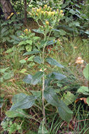 <i>Inula conyzae</i> resmi