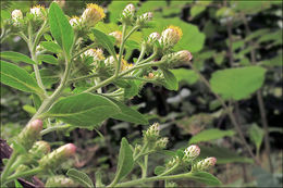 <i>Inula conyzae</i> resmi