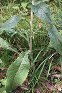 <i>Inula conyzae</i> resmi