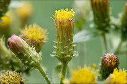 <i>Inula conyzae</i> resmi