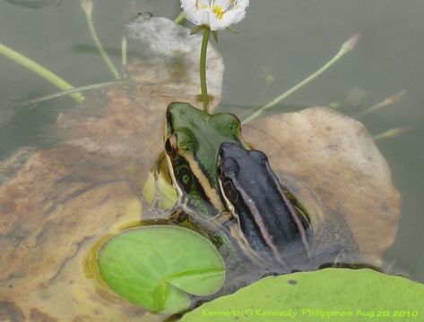 Image of Common Green Frog