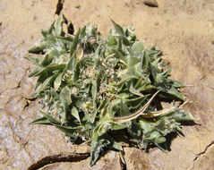 Image of <i>Crypsis vaginiflora</i>