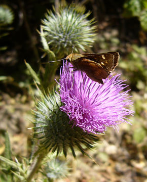 Image of Spear Thistle