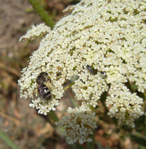 Image of Queen Anne's lace