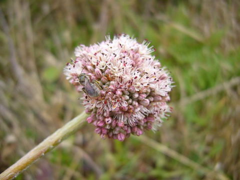 Image of seaside buckwheat