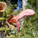 Sivun Salvia lanceolata Lam. kuva