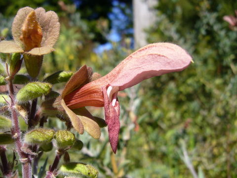 Image of Salvia lanceolata Lam.