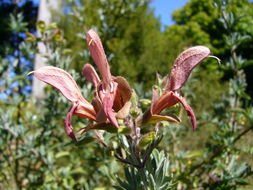 Image of Salvia lanceolata Lam.