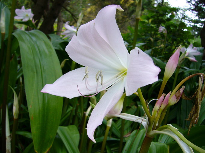 Image of Crinum moorei Hook. fil.