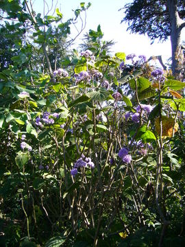 Image of Giant ageratum