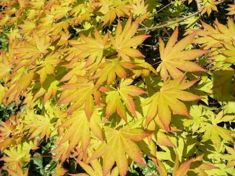 صورة Acer shirasawanum Koidzumi