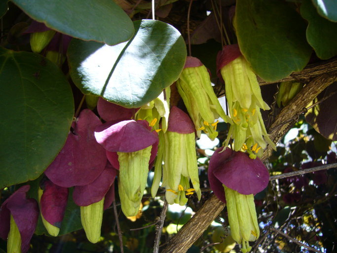 Image of Passiflora membranacea Benth.