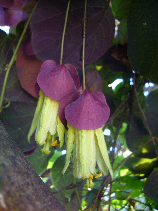 Image of Passiflora membranacea Benth.
