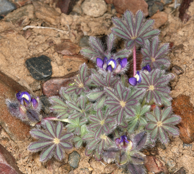 Imagem de Lupinus flavoculatus A. Heller