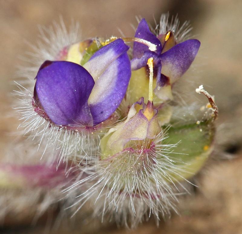 Imagem de Lupinus flavoculatus A. Heller