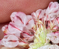 Image of cushion buckwheat