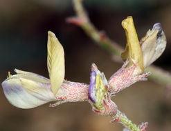 Image of Inyo Locoweed