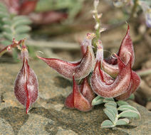 Image of Inyo Locoweed