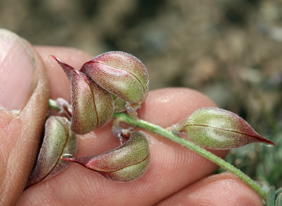 Image of Inyo Locoweed