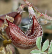 Image of Inyo Locoweed