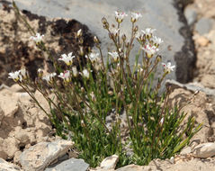 Image of King's rosy sandwort