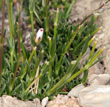 Image of King's rosy sandwort