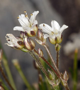 Image of King's rosy sandwort